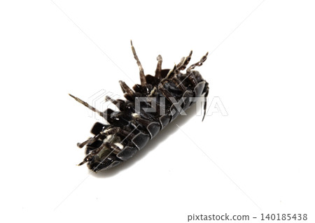 Close up of a woodlouse cheese log or roly poly insect pill bug isopod Close up of a woodlouse cheese log or roly poly insect pill bug isopod 140185438