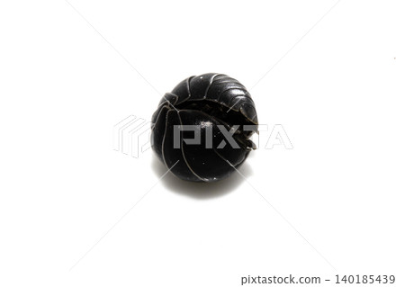 Close up of a woodlouse cheese log or roly poly insect pill bug isopod 140185439