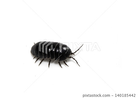 Close up of a woodlouse cheese log or roly poly insect pill bug isopod Close up of a woodlouse cheese log or roly poly insect pill bug isopod 140185442