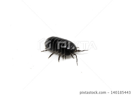 Close up of a woodlouse cheese log or roly poly insect pill bug isopod Close up of a woodlouse cheese log or roly poly insect pill bug isopod 140185443