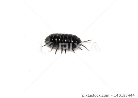 Close up of a woodlouse cheese log or roly poly insect pill bug isopod Close up of a woodlouse cheese log or roly poly insect pill bug isopod 140185444