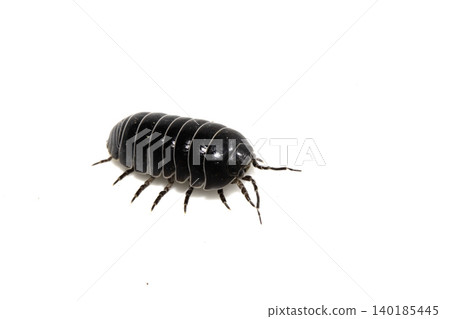 Close up of a woodlouse cheese log or roly poly insect pill bug isopod Close up of a woodlouse cheese log or roly poly insect pill bug isopod 140185445