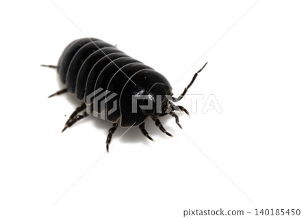 Close up of a woodlouse cheese log or roly poly insect pill bug isopod Close up of a woodlouse cheese log or roly poly insect pill bug isopod 140185450