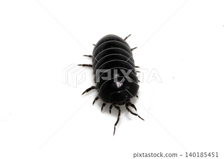 Close up of a woodlouse cheese log or roly poly insect pill bug isopod Close up of a woodlouse cheese log or roly poly insect pill bug isopod 140185451