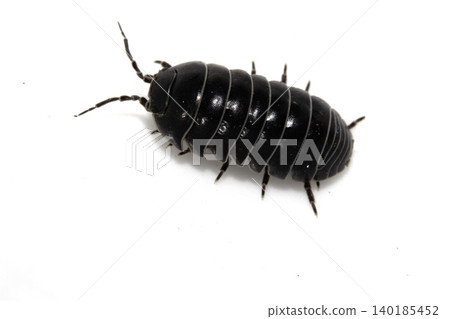 Close up of a woodlouse cheese log or roly poly insect pill bug isopod Close up of a woodlouse cheese log or roly poly insect pill bug isopod 140185452