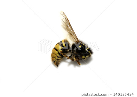 Dead wasp insect bee on a white background Dead wasp insect bee on a white background 140185454