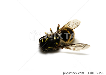Dead wasp insect bee on a white background Dead wasp insect bee on a white background 140185456