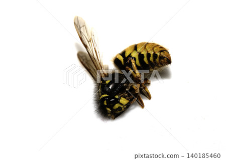 Dead wasp insect bee on a white background Dead wasp insect bee on a white background 140185460