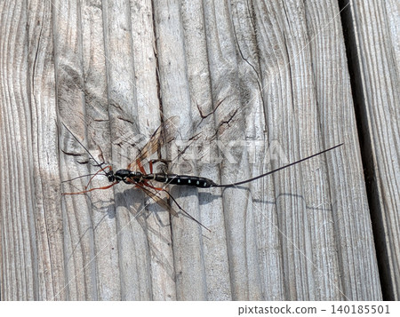Close up of a sabre wasp insect on wood Close up of a sabre wasp insect on wood 140185501