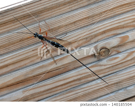 Close up of a sabre wasp insect on wood Close up of a sabre wasp insect on wood 140185504