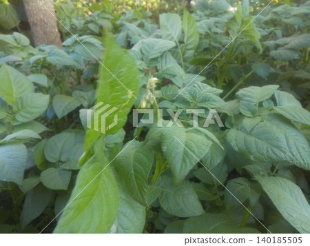 二月種下的馬鈴薯花 二月種下的馬鈴薯花 140185505