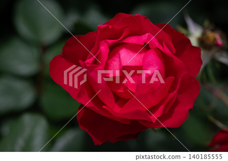 Ikuta Ryokuchi Rose Garden Access Road 140185555