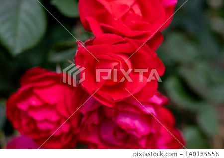 Ikuta Ryokuchi Rose Garden Access Road 140185558