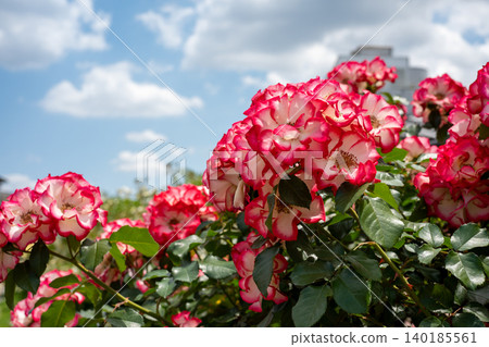 Ikuta Ryokuchi Rose Garden Access Road 140185561