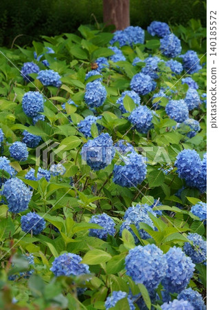 象徵長廊公園裡,一簇簇鮮豔的藍色繡球花盛開。 象徵長廊公園裡,一簇簇鮮豔的藍色繡球花盛開。 140185572