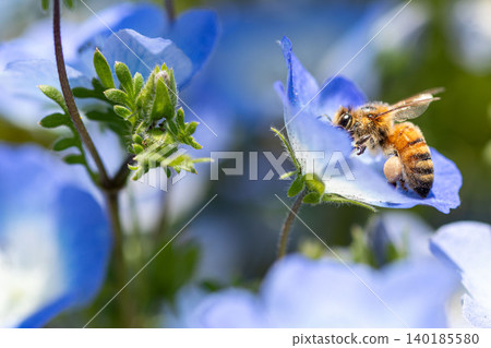 歐洲蜜蜂正在採集粉蝶花的花蜜 歐洲蜜蜂正在採集粉蝶花的花蜜 140185580