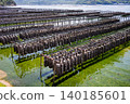 Aquaculture scenery of oysters 140185601