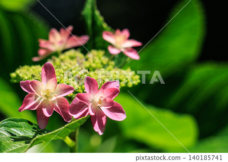 粉紅色蕾絲繡球 粉紅色蕾絲繡球 140185741