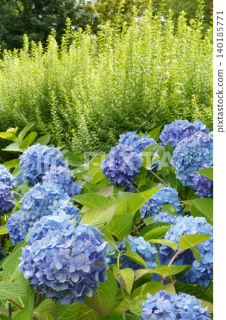 The refreshing new greenery of Symbol Promenade Park and a cluster of blue hydrangeas captured in a vertical composition. 140185771