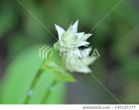 A bud of a large-leaved hosta covered in raindrops; a plant of early summer waiting to bloom. A bud of a large-leaved hosta covered in raindrops; a plant of early summer waiting to bloom. 140185777