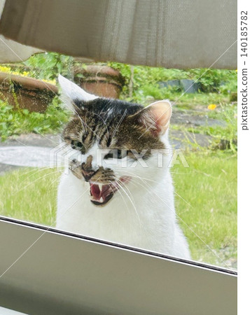 A close-up of a stray cat peeking through a window in the daytime and threatening a pet cat. Vertical composition. A close-up of a stray cat peeking through a window in the daytime and threatening a pet cat. Vertical composition. 140185782