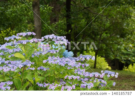 The delicate purple hydrangeas blooming gracefully in Symbol Promenade Park, amidst the fresh greenery. The delicate purple hydrangeas blooming gracefully in Symbol Promenade Park, amidst the fresh greenery. 140185787