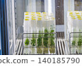 Plant cultivation. Plants being cultivated in a test tube. 140185790
