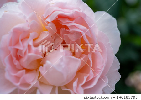 Ikuta Ryokuchi Rose Garden Access Road 140185795