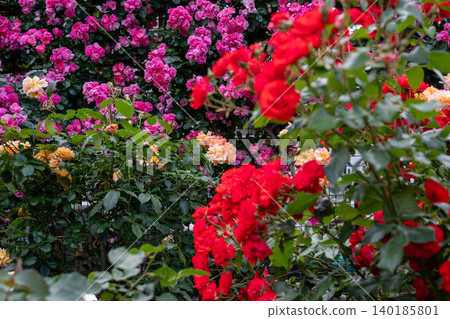Ikuta Ryokuchi Rose Garden Access Road 140185801