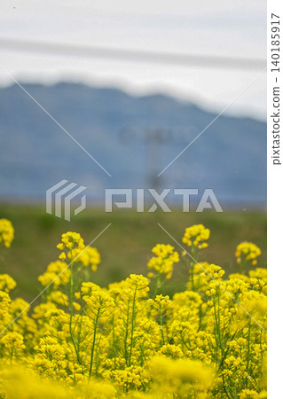 A field of rapeseed flowers and a soft spring landscape in the background. A field of rapeseed flowers and a soft spring landscape in the background. 140185917