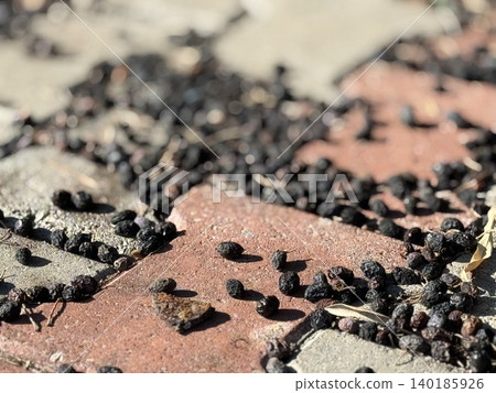 Dried berries scattered across pavement under sunlight, suitable as textured background Dried berries scattered across pavement under sunlight, suitable as textured background 140185926