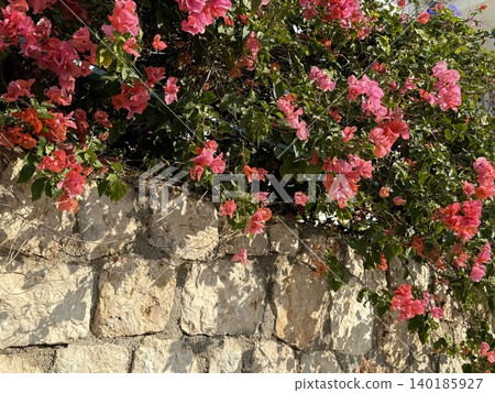 Pink bougainvillea blooms cascading over rustic stone wall in sunlight Pink bougainvillea blooms cascading over rustic stone wall in sunlight 140185927