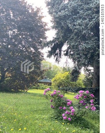 Lush garden landscape with blooming pink flowers and evergreen trees, suitable for background Lush garden landscape with blooming pink flowers and evergreen trees, suitable for background 140185933