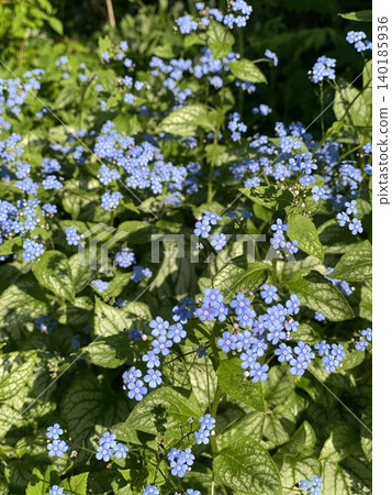 Blue forget me not flowers with lush green leaves in natural garden setting background Blue forget me not flowers with lush green leaves in natural garden setting background 140185936