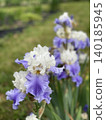 Iris flowers blooming in a garden setting, showcasing delicate purple and white petals 140185945