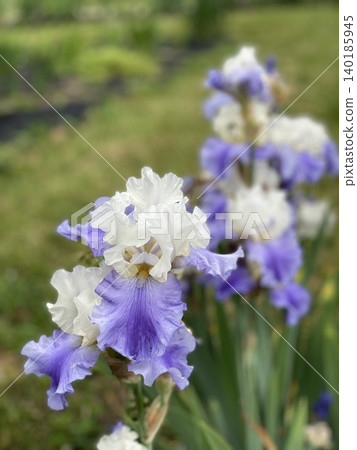 Iris flowers blooming in a garden setting, showcasing delicate purple and white petals Iris flowers blooming in a garden setting, showcasing delicate purple and white petals 140185945