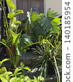 Potted plants decorate entrance staircase with lush green leaves, perfect for garden background 140185954