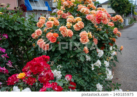 Ikuta Ryokuchi Rose Garden Access Road 140185975