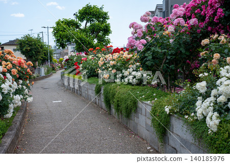 生田綠地玫瑰園通路 生田綠地玫瑰園通路 140185976