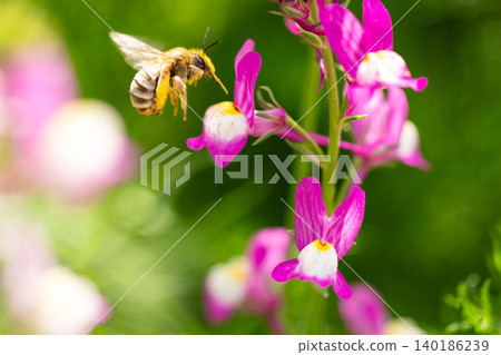 A female Japanese long-horned bee visiting a Linaria (dwarf snapdragon) flower. A female Japanese long-horned bee visiting a Linaria (dwarf snapdragon) flower. 140186239