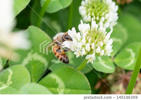 歐洲蜜蜂正在採集白三葉草的花蜜。 歐洲蜜蜂正在採集白三葉草的花蜜。 140186309