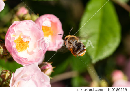 A European honeybee flies towards a pink rose. 140186319