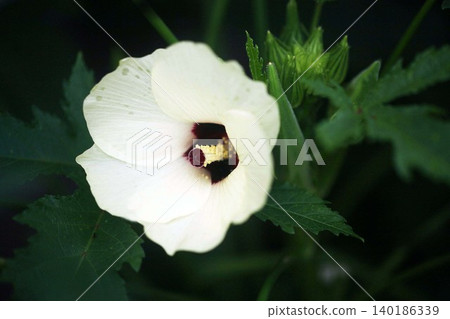 Vegetable - Okra flower Vegetable - Okra flower 140186339
