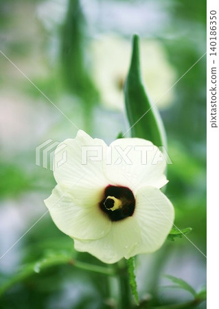 蔬菜秋葵花果 蔬菜秋葵花果 140186350