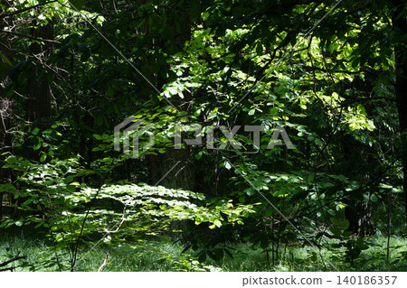 Sunlight filtering through green leaves in a forest Sunlight filtering through green leaves in a forest 140186357