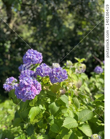 繡球 繡球 140186419