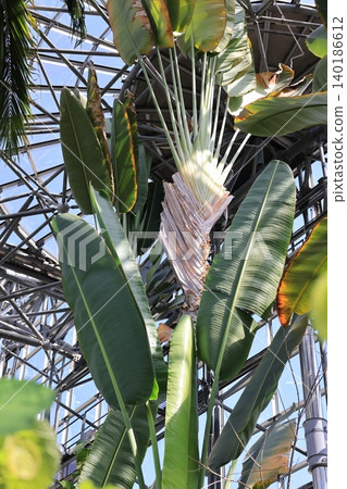 The fan banana tree in the tropical plant conservatory The fan banana tree in the tropical plant conservatory 140186612