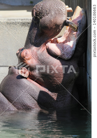 Hippo's facial expression (zoo) Hippo's facial expression (zoo) 140186663