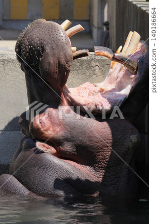 Hippo's facial expression (zoo) 140186664
