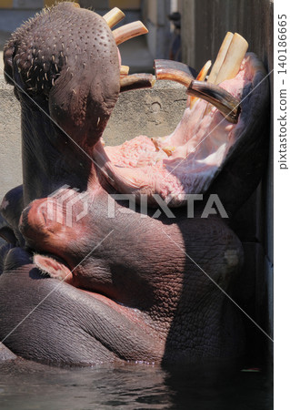 Hippo's facial expression (zoo) 140186665